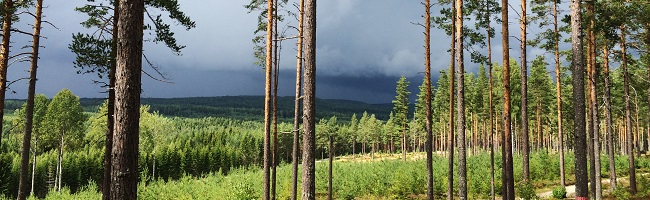 Skog