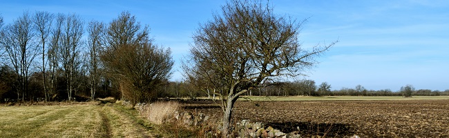 Landskapsbild