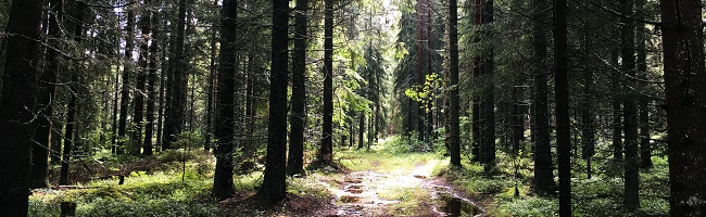 Skog