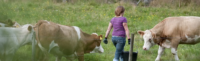 Landskapsbild